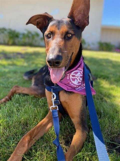 adoptable Dog in Santa Cruz, CA named CHOCO