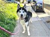 adoptable Dog in santa cruz, CA named CHOWDER*