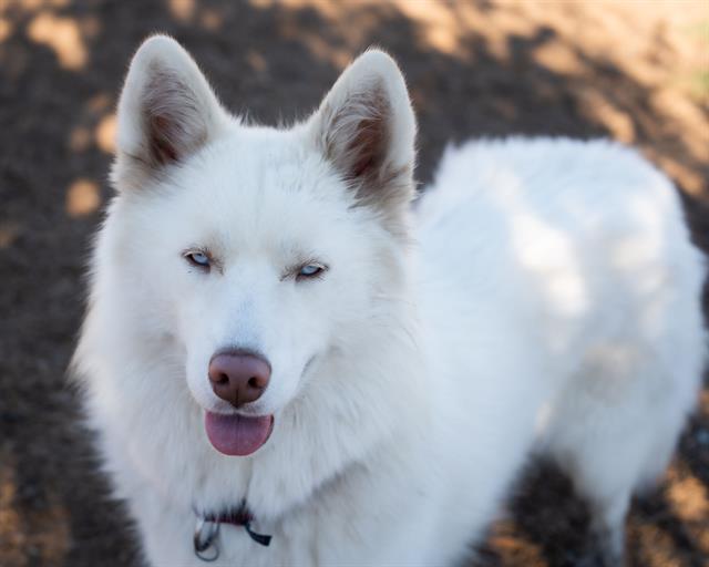 adoptable Dog in Santa Cruz, CA named ELLA