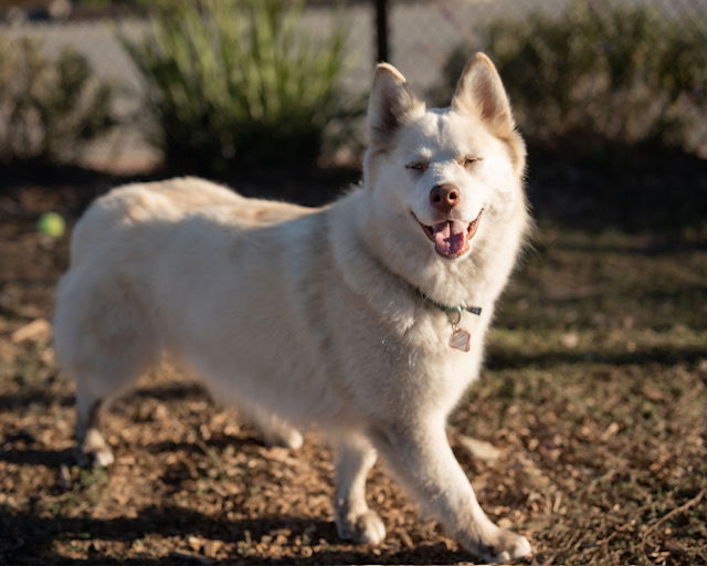 adoptable Dog in Santa Cruz, CA named NOVA