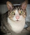 adoptable Cat in santa cruz, CA named APPLE