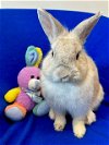 adoptable Rabbit in santa cruz, CA named DOLLY*