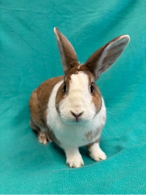 adoptable Rabbit in Santa Cruz, CA named ABBY
