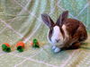 adoptable Rabbit in Santa Cruz, CA named TABBY*