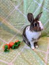 adoptable Rabbit in Santa Cruz, CA named THUMPER