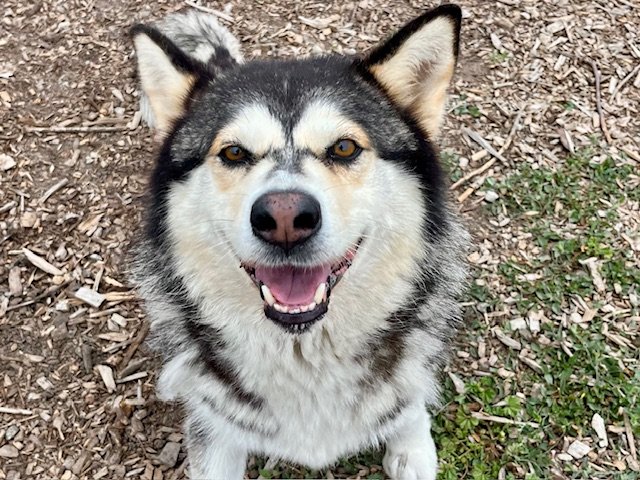 adoptable Dog in Santa Cruz, CA named AKIRA
