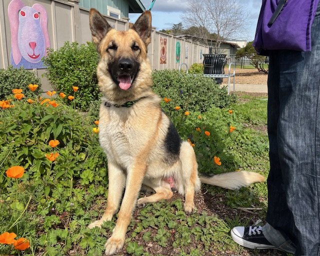 adoptable Dog in Santa Cruz, CA named CRUISE