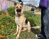 adoptable Dog in santa cruz, CA named CRUISE