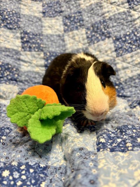 adoptable Guinea Pig in Santa Cruz, CA named PEA*