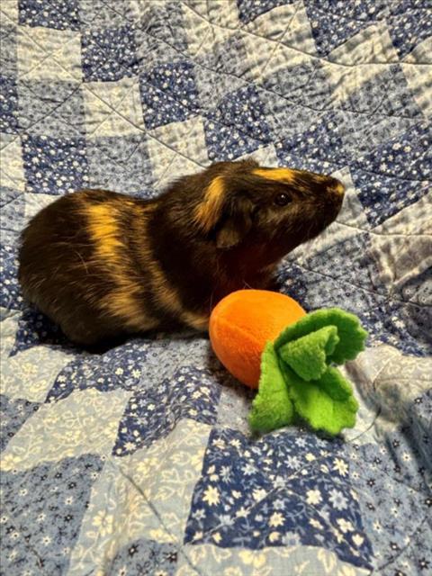 adoptable Guinea Pig in Santa Cruz, CA named PARSNIP*