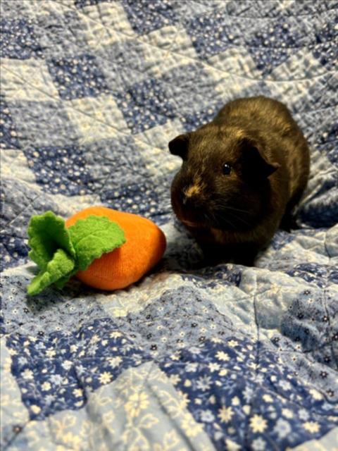 adoptable Guinea Pig in Santa Cruz, CA named PIMENTO*