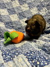 adoptable Guinea Pig in Santa Cruz, CA named PIMENTO*