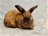 adoptable Rabbit in  named CINAMMON