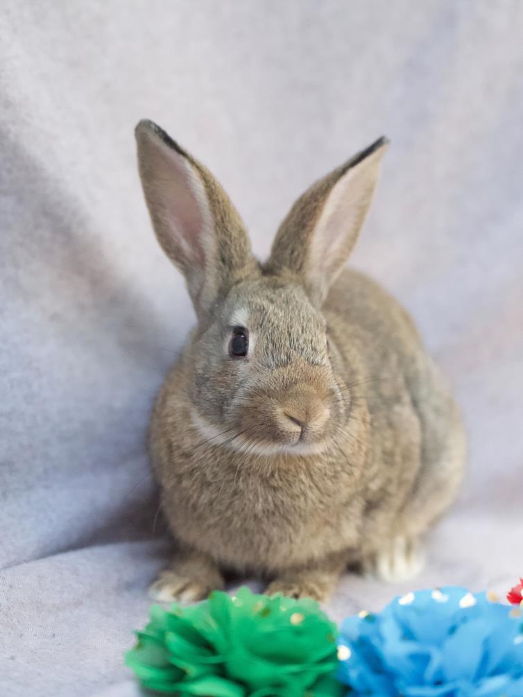 adoptable Rabbit in Santa Cruz, CA named PIPER*