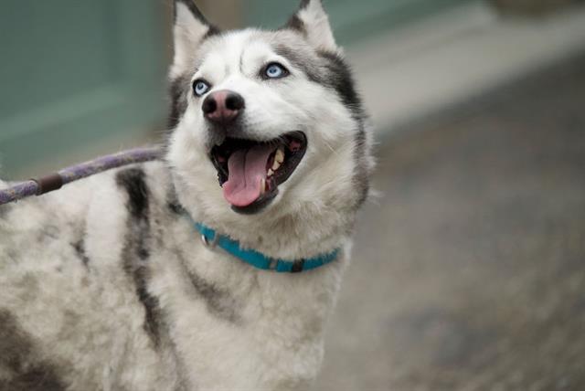 adoptable Dog in Santa Cruz, CA named LUNA