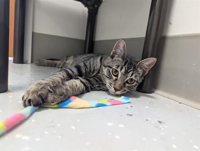 adoptable Cat in Santa Cruz, CA named BERGAMOT*