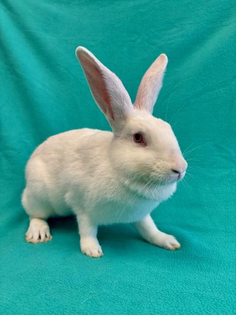 adoptable Rabbit in Santa Cruz, CA named SWEET PEA*