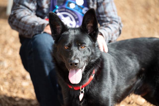 adoptable Dog in Santa Cruz, CA named MILLER*