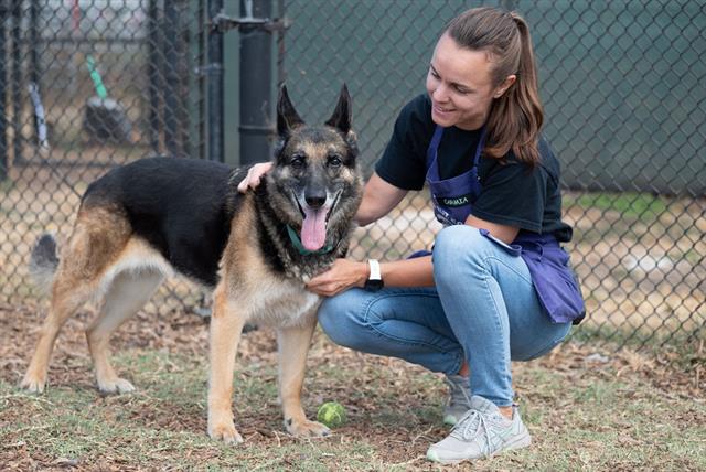 adoptable Dog in Santa Cruz, CA named PRINCESSA