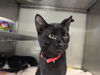 adoptable Cat in Santa Cruz, CA named RIO DEL MAR*