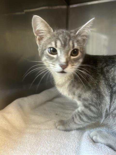 adoptable Cat in Santa Cruz, CA named TOMMY