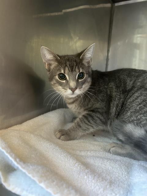 adoptable Cat in Santa Cruz, CA named BOBBY