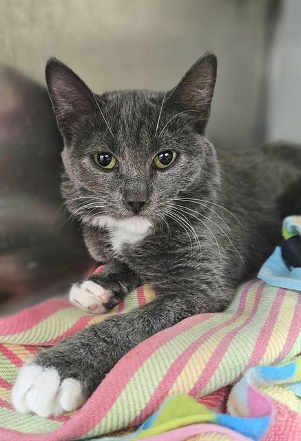 adoptable Cat in Santa Cruz, CA named 1020*