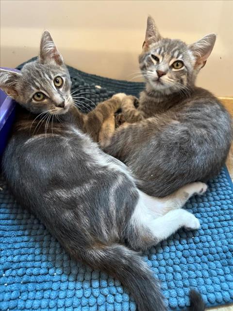 adoptable Cat in Santa Cruz, CA named HENRY*