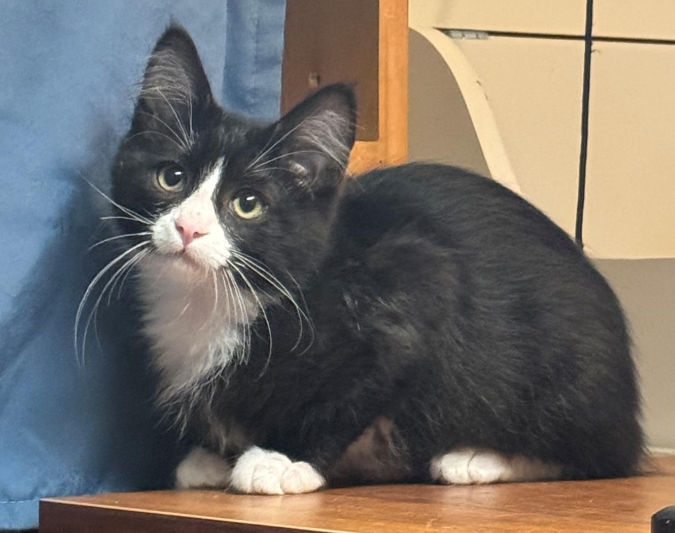 adoptable Cat in Santa Cruz, CA named OKAPI*