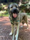 adoptable Dog in Santa Cruz, CA named KAHU*