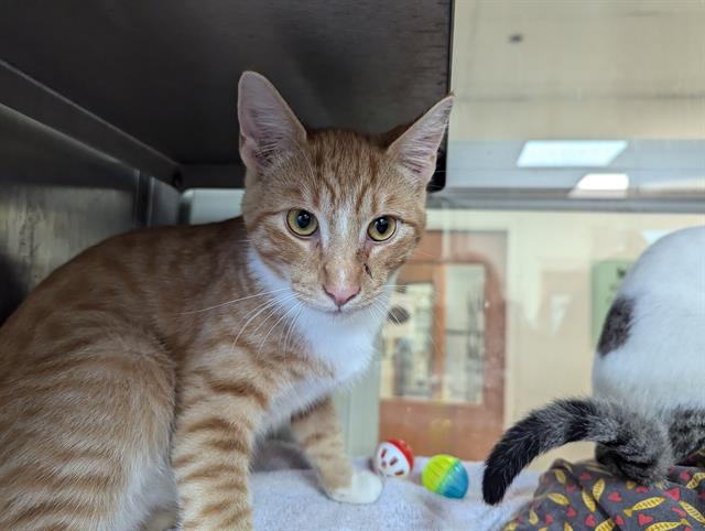 adoptable Cat in Santa Cruz, CA named JULIAN*