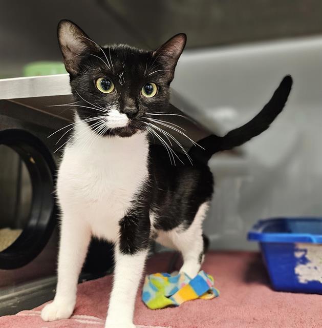 adoptable Cat in Santa Cruz, CA named COOKIE