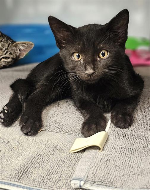 adoptable Cat in Santa Cruz, CA named HARLEY*