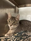 adoptable Cat in Santa Cruz, CA named SHILOH*