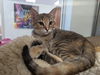 adoptable Cat in Santa Cruz, CA named AMBER*