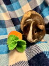 adoptable Guinea Pig in Santa Cruz, CA named NUTELLA