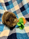 adoptable Guinea Pig in Santa Cruz, CA named PEANUT BUTTER