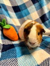 adoptable Guinea Pig in Santa Cruz, CA named JELLY