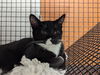 adoptable Cat in Santa Cruz, CA named DIM SUM*