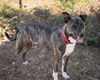 adoptable Dog in Santa Cruz, CA named TIGGER*