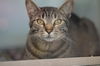 adoptable Cat in Santa Cruz, CA named MEADOW*