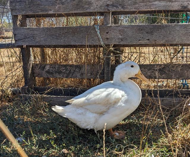 adoptable Duck in Santa Cruz, CA named DUDETTE