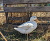 adoptable Duck in  named DUDETTE