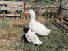 adoptable Duck in Santa Cruz, CA named DUDE