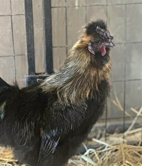 adoptable Chicken in Santa Cruz, CA named REESE*