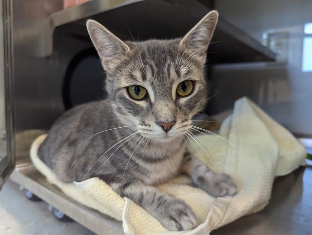 adoptable Cat in Santa Cruz, CA named SILVIA