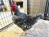 adoptable Chicken in Santa Cruz, CA named LEVI*