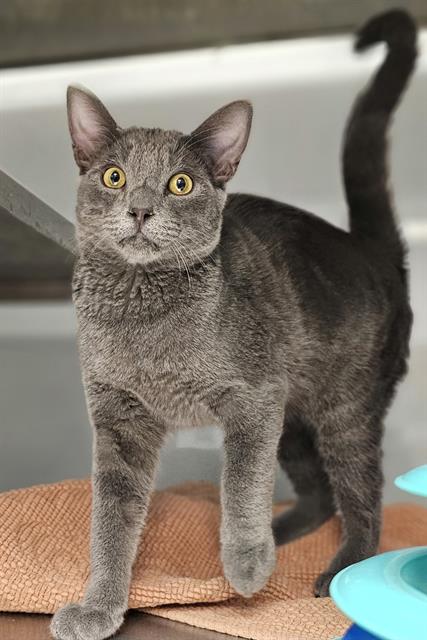 adoptable Cat in Santa Cruz, CA named BLUEY