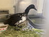 adoptable Duck in  named TUX*