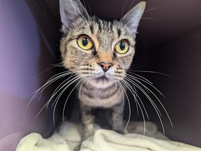 adoptable Cat in Santa Cruz, CA named GODIVA*